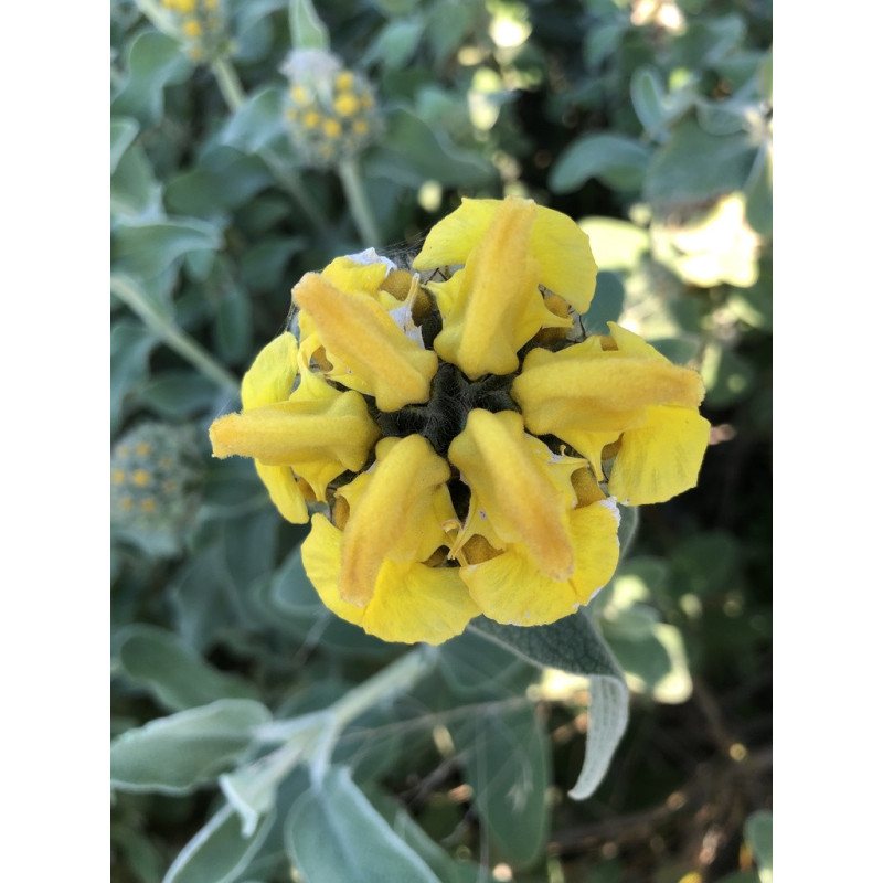 Phlomis fruticosa