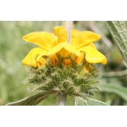 Phlomis grandiflora