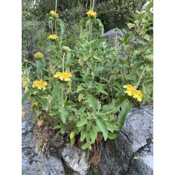 Phlomis grandiflora