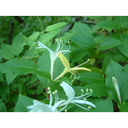 Lonicera japonica