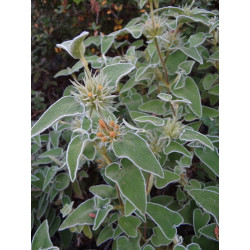 Phlomis leucophracta