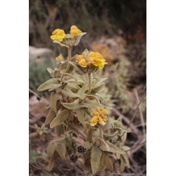 Phlomis monocephala