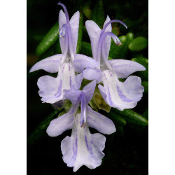 Rosmarinus officinalis