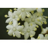 Sambucus nigra