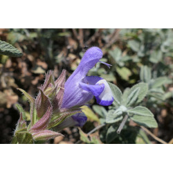 Salvia heldreichiana