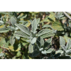 Salvia heldreichiana