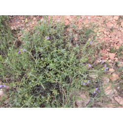 Salvia heldreichiana