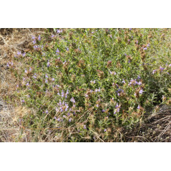 Salvia heldreichiana