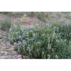 Salvia heldreichiana