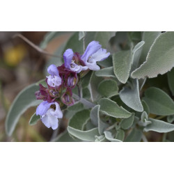 Salvia pomifera