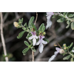 Teucrium brevifolium
