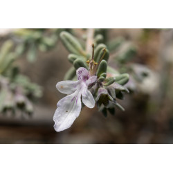 Teucrium brevifolium