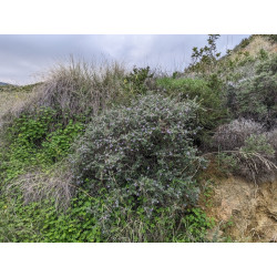 Teucrium brevifolium