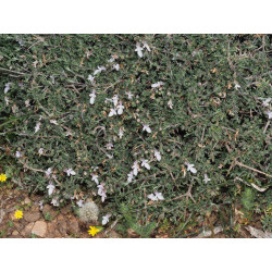 Teucrium brevifolium