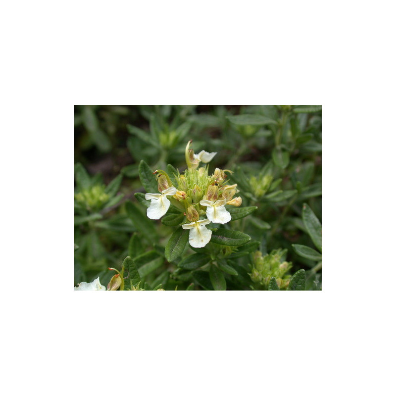 Teucrium montanum