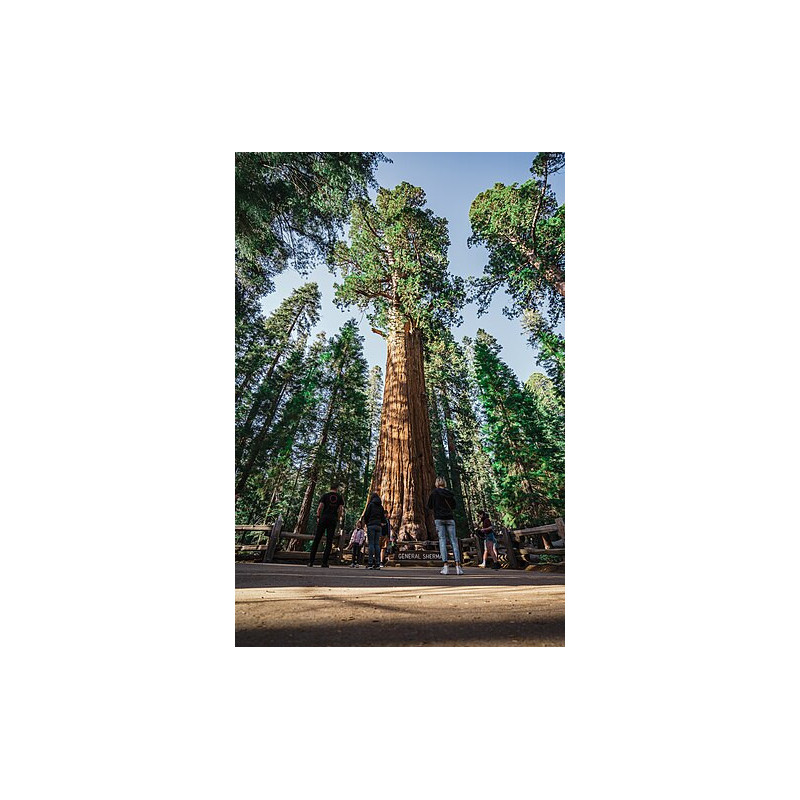 Sequoiadendron giganteum