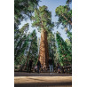 Sequoiadendron giganteum