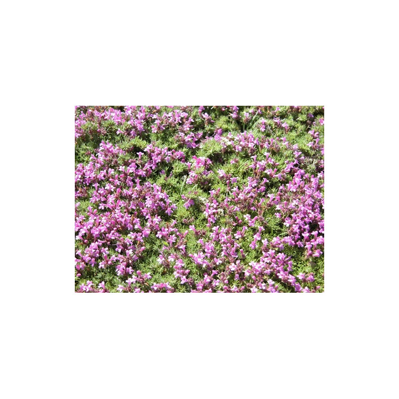 Thymus pulvinatus