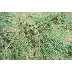 Sequoiadendron giganteum