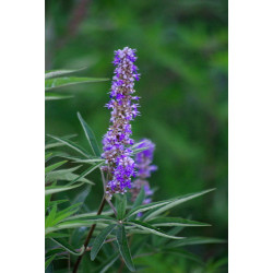 Vitex agnus castus