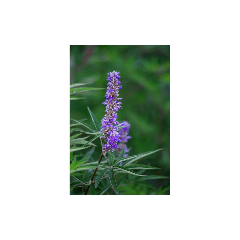 Vitex agnus castus
