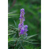 Vitex agnus castus