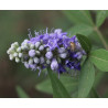 Vitex agnus castus
