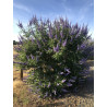 Vitex agnus castus