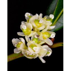 Laurus nobilis
