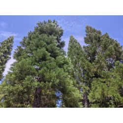 Sequoiadendron giganteum