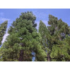 Sequoiadendron giganteum