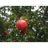 Punica granatum