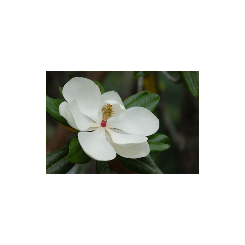 Magnolia grandiflora