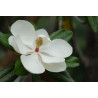 Magnolia grandiflora