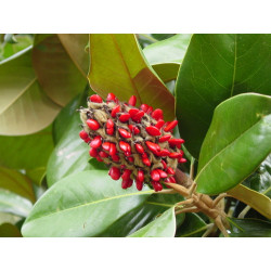 Magnolia grandiflora