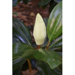 Magnolia grandiflora