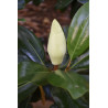Magnolia grandiflora
