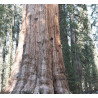 Sequoiadendron giganteum