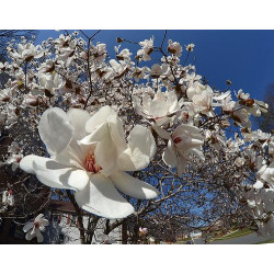 Magnolia stellata