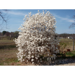 Magnolia stellata