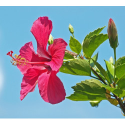 Hibiscus rosa-sinensis