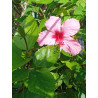 Hibiscus rosa-sinensis