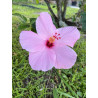 Hibiscus rosa-sinensis