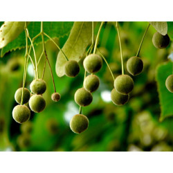 Tilia cordata