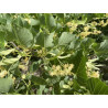 Tilia dasystyla