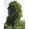 Tilia platyphyllos