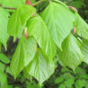 Tilia platyphyllos