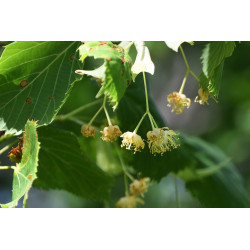 Tilia platyphyllos