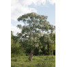 Melia azedarach