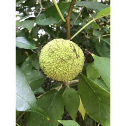 Maclura pomifera